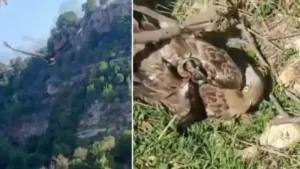 Korku dolu anlar: Yılanın boğazladığı kartalı kurtardı