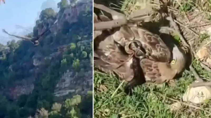 Korku dolu anlar: Yılanın boğazladığı kartalı kurtardı