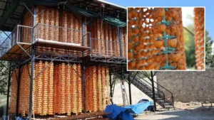 Köy açık fabrikaya dönüştü: Yılda sadece 20 gün uğraşıyorlar! Çok iyi gelir kaynağı