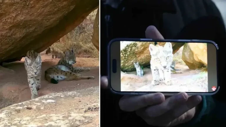 Tek başına bile nadir kaydediliyor: Ormanın hayaletleri ailece görüntülendi