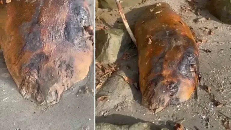 Tekirdağ sahiline gizemli deniz canlısı vurdu: Kimisi fok kimisi yunus dedi! Hemen ekiplere haber verildi