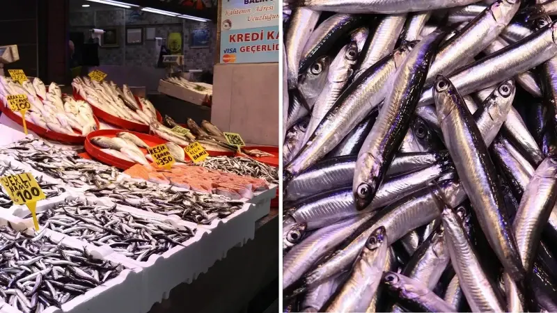 Trabzon’da hamsinin kilogramı 100 liraya yükseldi