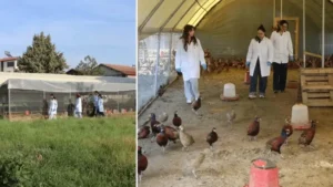 Üniversiteli öğrenciler yetiştirmeye başladı: Verim 5 kat arttı, sayıları 60’tan 700’e ulaştı