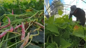 Ünlü şeflerin vazgeçilmez lezzeti: Erzurumluların ‘beyaz altını’ dünyayı fethediyor