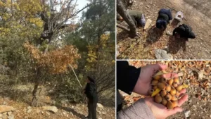 30 yıllık sır: ‘İzine rastlanmayan hayırsever’ aşıladı! Meyveler bölge halkına gelir oldu