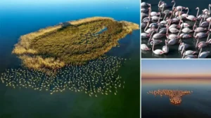 Adana’daki lagünlerde kalan flamingolar sulak alanları mesken tuttu