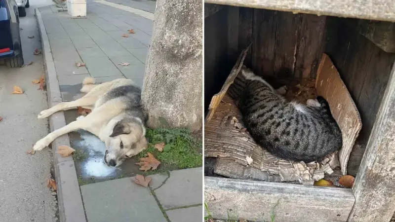 Amasya’da şehrin göbeğinde köpek ve kediler ölü bulundu