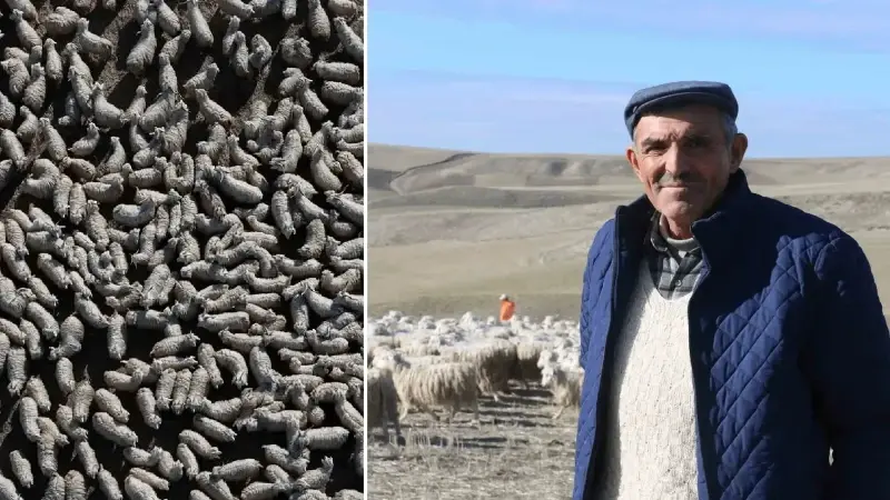 Ankara’nın beyaz altını yeniden değerleniyor: Dedesinden devraldı şimdi ise dünya pazarına satıyor, ‘Tek rakibi Hint kumaşı’