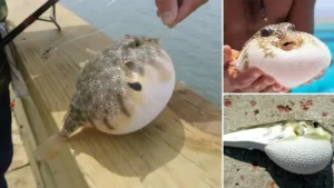 Antalya’da ‘balon balığı avcıları’: 1 milyon 227 bin 144 lira kazandı