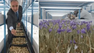 Antalya’da mali müşavir devlet desteğiyle üretime başladı: Ürünün kilosu 650 bin lira