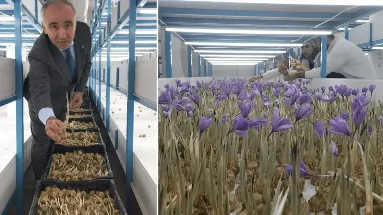 Antalya’da mali müşavir devlet desteğiyle üretime başladı: Ürünün kilosu 650 bin lira