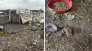 Avcılar’da başıboş köpekler koyun sürüsüne saldırdı 10 hayvan telef oldu: Defalarca insanlara saldırdığı halde önlem alınmadı