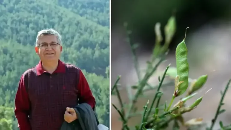 Baklagiller ailesinden yeni bitki türü keşfetti: Literatürde hiç olmadığı fark edilen Ermenek borcağı binbir derde deva çıktı