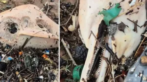 Bartın’da yüksek dalgalar ile beraber sahile vuran garip varlık önce şaşırttı sonra anlaşıldı