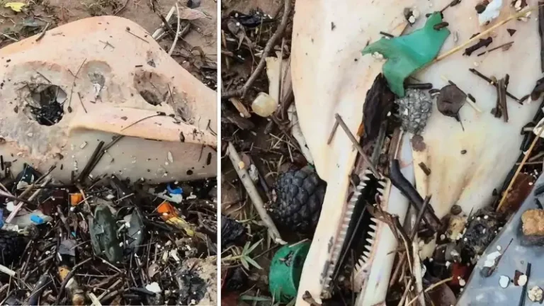 Bartın’da yüksek dalgalar ile beraber sahile vuran garip varlık önce şaşırttı sonra anlaşıldı