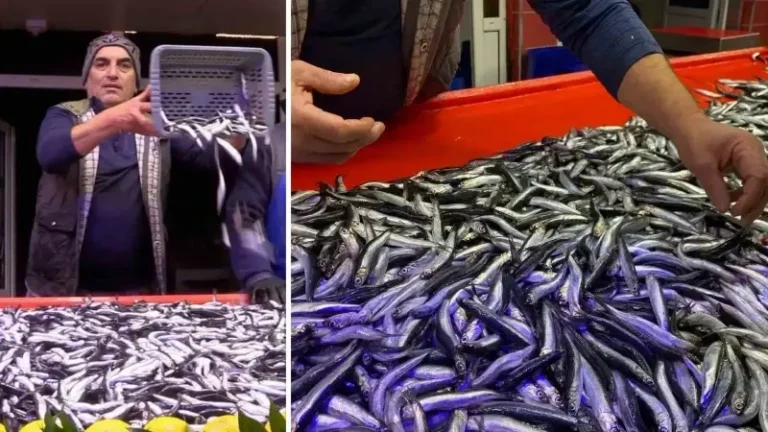 Bolu’da hamsiyi 150 liradan satan balıkçıdan bayat balığı ayırt etmenin püf noktası: ‘Solungaç açık ve kırmızıysa o balığı almayın’