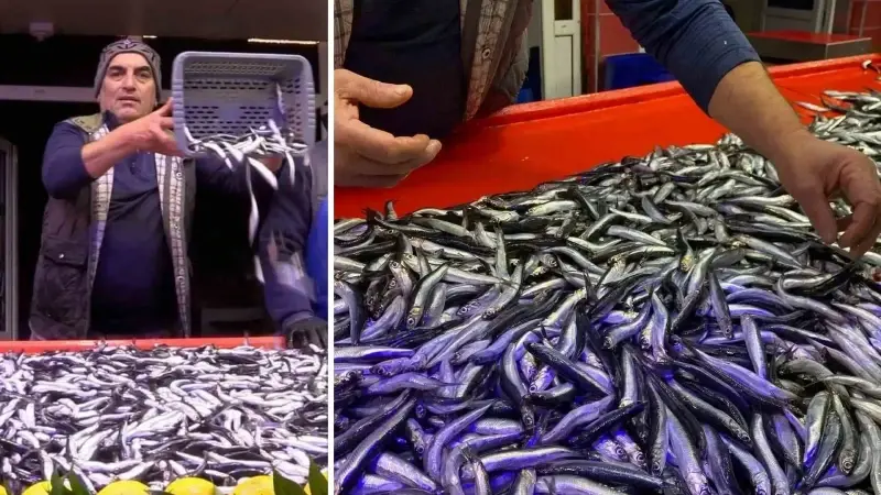Bolu’da hamsiyi 150 liradan satan balıkçıdan bayat balığı ayırt etmenin püf noktası: ‘Solungaç açık ve kırmızıysa o balığı almayın’