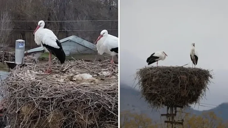 Bu leylekler Kilimli köyüne 10 sene önce geldi: Yavruları uçup gitmesine rağmen asla göçmüyorlar