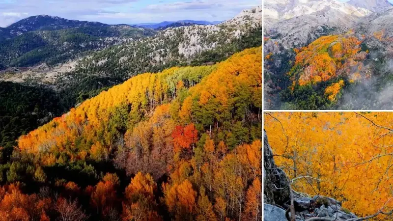Çameli’nde kartpostallık manzara: Kavak ormanları görenleri hayran bıraktı