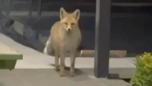 Çok rahat çok profesyonel: Tilki evin bahçesine girip kedi mamalarını yedi