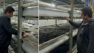 Devlet desteğiyle kurdu: 300 ton üretim yapıyor! Elektriği de güneş panelleriyle karşılıyor