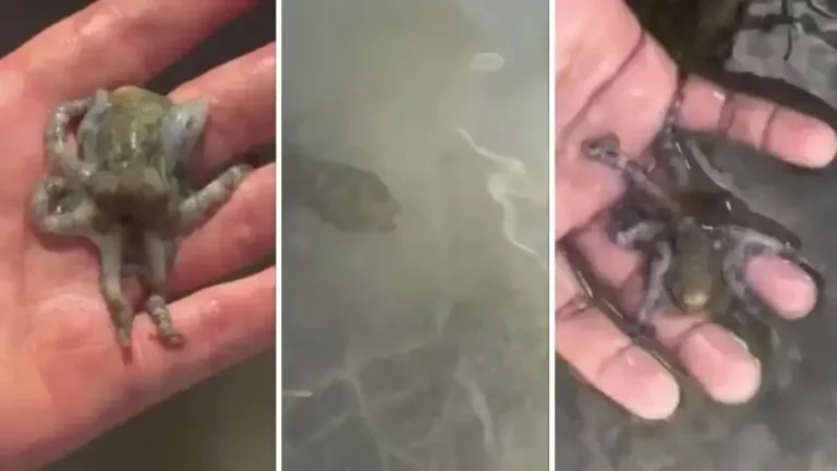 Dünyanın zehirli hayvanını fark etmeden eline aldı: Siyanürden bin kat daha tehlikeli