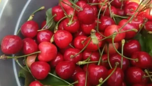 Edirne’den Avrupa’ya ihraç edilen ‘Çeribaşı kirazı’ coğrafi işaret tescili aldı