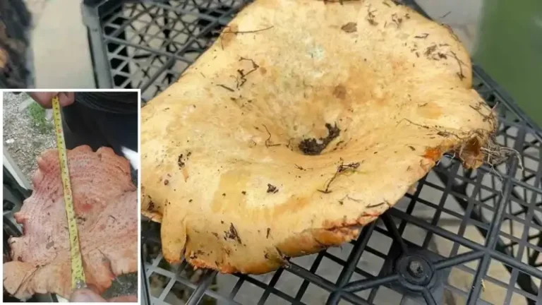 Fiyatı 300’den100 liraya geriledi: Yol kenarlarında satarak para kazanıyorlar