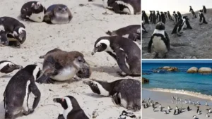 Güney Afrika açıklarında 62 bin penguen ölü bulundu: Besin zinciri çöktü