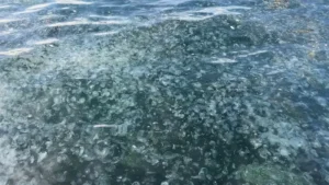 Hayrete düşüren görüntü: Binlercesi Üsküdar kıyılarına vurdu