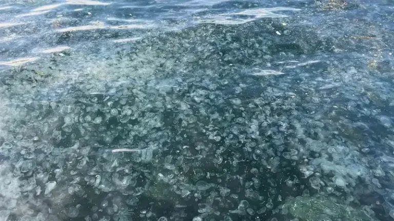 Hayrete düşüren görüntü: Binlercesi Üsküdar kıyılarına vurdu