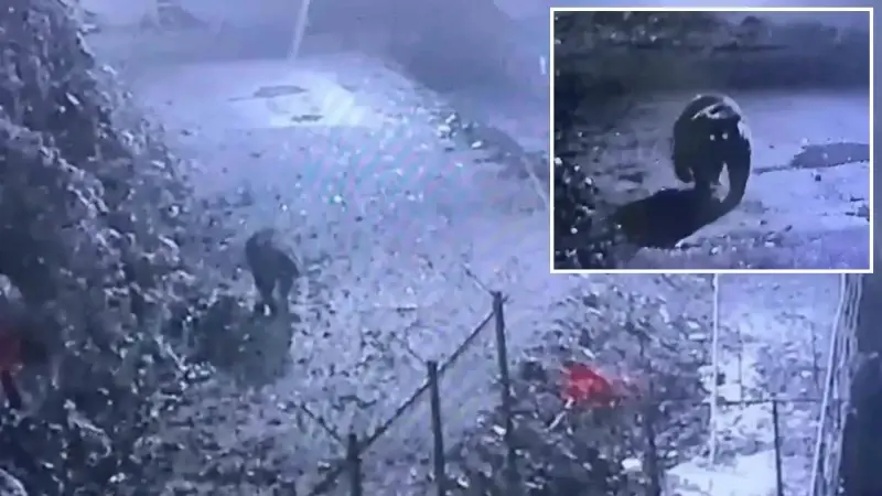Herkes peşine düştü! Avcılar bile yakalayamadı: Rize’nin kabusu böyle görüntülendi