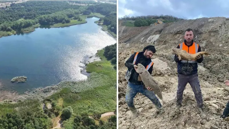 İBB’den doğa katliamı: Dolgu alanına çevrilen Arnavutköy’deki Mavi Göl’de balıklar can çekişiyor