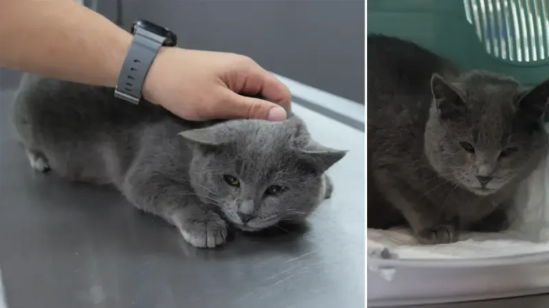 İştahsız kedisini veterinere götürdü: ‘Kelimenin tam anlamıyla şok yaşadık’