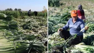 Kozan’da pırasa hasadı başladı 20-22 liradan alıcı buluyor: ‘Hasadı zor kokusu bir hafta üstümüzden çıkmıyor’