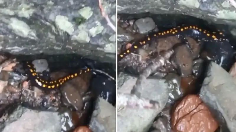 Nesli tehlike altındaki Kafkas semenderi Şavşat’ta görüntülendi