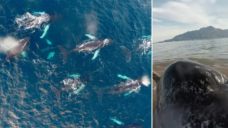 Ölümcül virüs keşfedildi: Bilim adamları nefes örneklerinden tespit etti