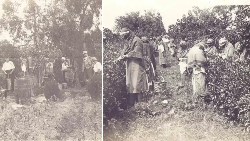 Rize’de kayıtlara geçti: İlk çay üretiminin tarihi ortaya çıktı! Bir memurun arşivinde bulundu