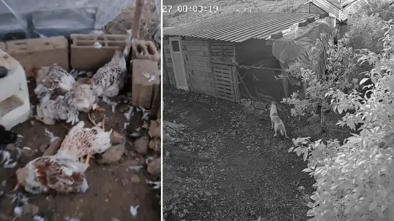 Sahipsiz köpek terörü: Kümese giren 6 köpek 30 cins tavuğu öldürdü, paramparça ettiler