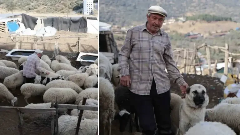 Şap karantinası meraları boşalttı