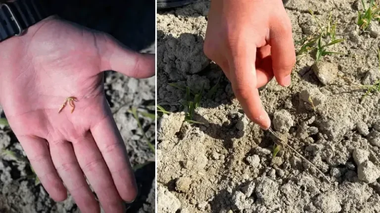 Sessiz tehlike: Konyalı çiftçinin başı ağrıyacak, ‘Tarlanızı kontrol edin’