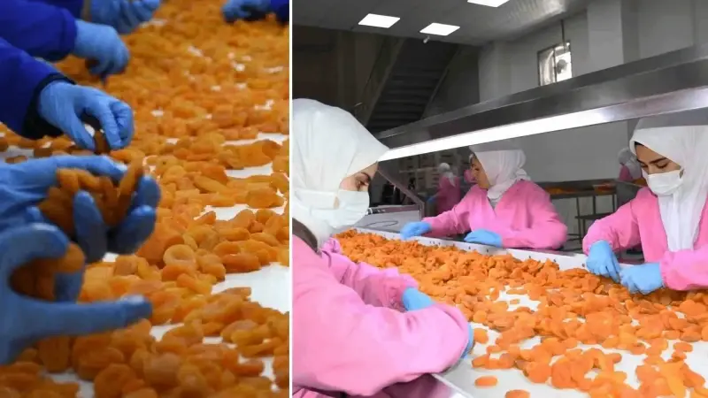 Türkiye için önemli bir tarım ürünü: Milyonlarca dolar gelir elde ediliyor