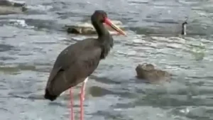 Türkiye’de nadir görülen kara leylek Karabük’te görüldü