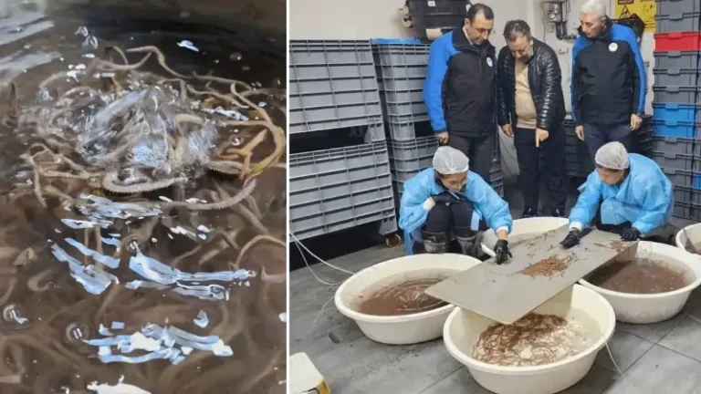 Türkiye’de tek: Çanakkale’de 10 yıllık AR-GE sonucu kuruldu, yıllık 35 ton üretiyorlar