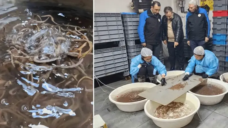 Türkiye’de tek: Çanakkale’de 10 yıllık AR-GE sonucu kuruldu, yıllık 35 ton üretiyorlar