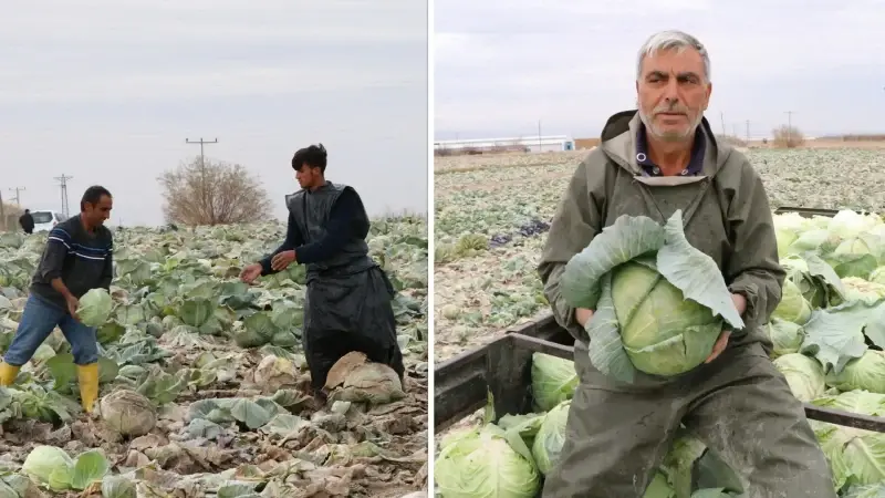 Türkiye’nin beyaz lahana üretiminin yüzde 20’si Niğde’den