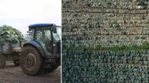 Turşusu da çorbası da şifa: ‘Tarladan 40-50 liraya alınan ürün pazarda 200 lira olunca insan üzülüyor’