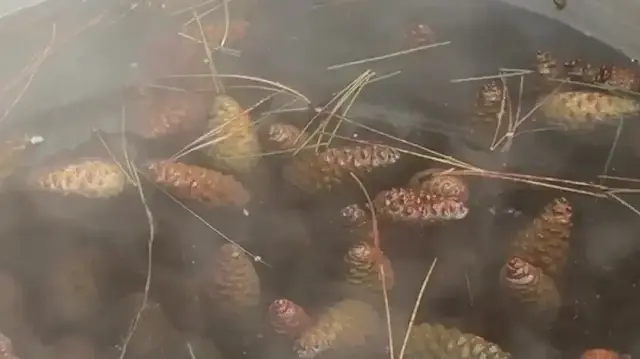 Uludağ’ın ormanlarının bereketi kazana girdi: Şifa kaynağı çam kozalağı pekmezi bölge ekonomisine katkı sağlıyor