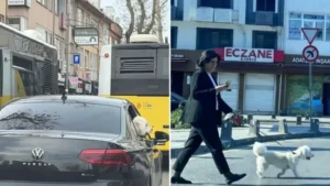 Üsküdar Belediyesi makam aracını köpeğe tahsis etti