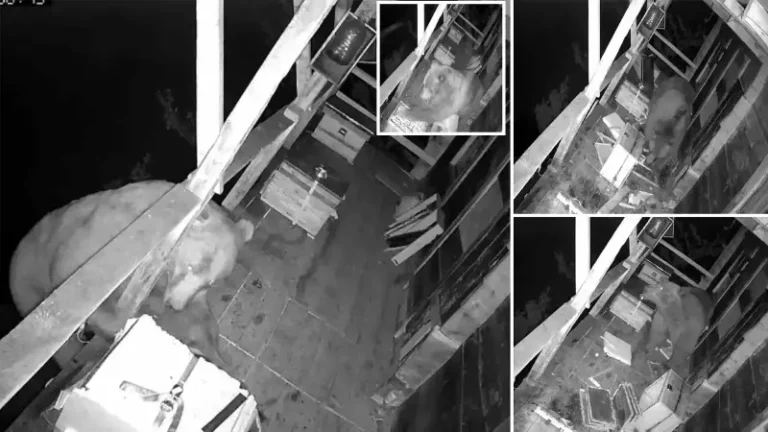 Yer: Trabzon-Of ! Böylesi daha önce hiç görülmedi: Tüm köy şaşkına çeviren görüntüyü konuşuyor